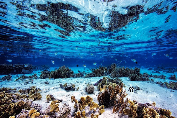 水下景色構成